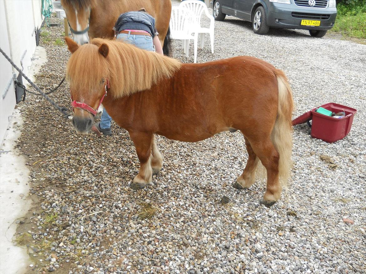 Shetlænder Balder    (Ballemanden<3) - Ny vasket. billede 4