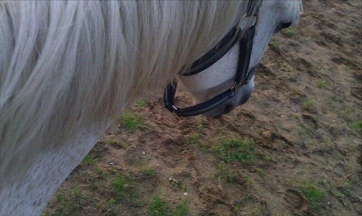 DSP Mascot-My soulmate<3 - Kort sagt limse jeg elsker dig! billede 11