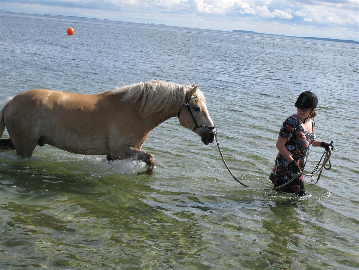 Haflinger Rico mit problembarn! R.I.I :,( !!!! - 4.
yay vi bader for første gang i ricos liv!! :) <3 så dygtig!
sikke en søhest! 
billede: Victoria ^^ billede 4