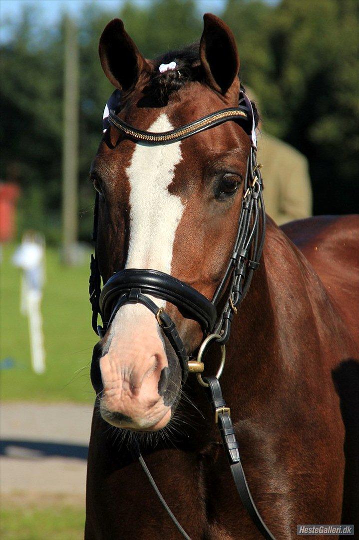 Welsh Pony af Cob-type (sec C) Rhoswen Gideon B-pony - Laura Bogut© billede 3