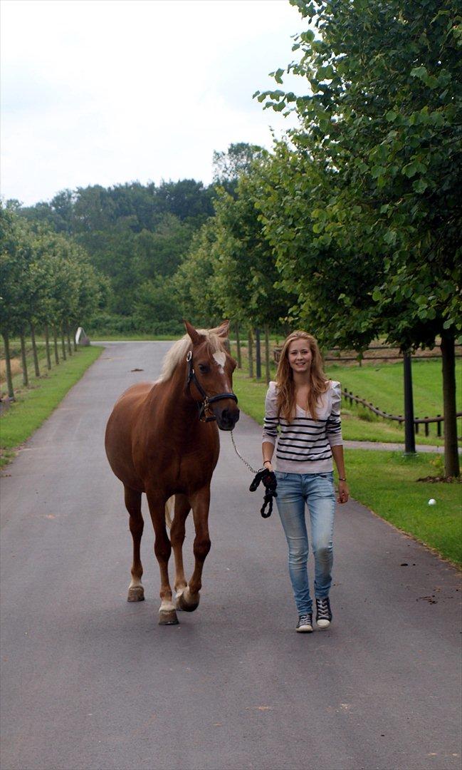 Tysk Sportspony Bukéfalos billede 20