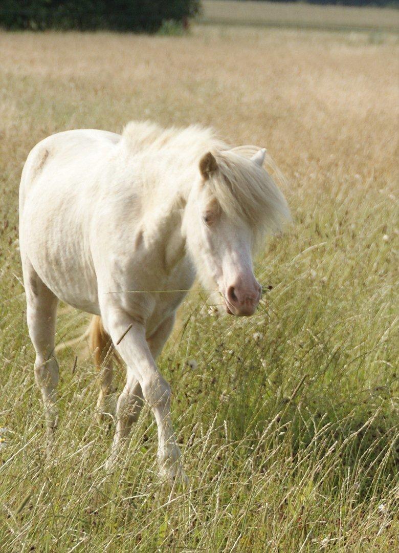 Anden særlig race Perle billede 9