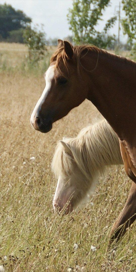 Anden særlig race Perle billede 10