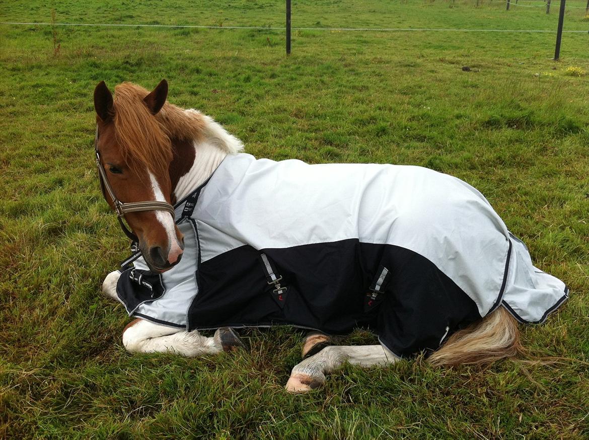 Anden særlig race Painted Beauty SOLGT - sommer 2011 i regnvejr ;) billede 15