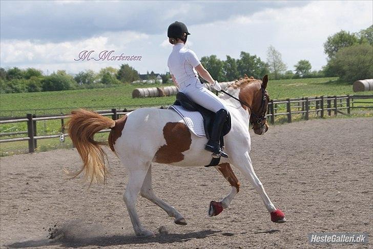 Anden særlig race Painted Beauty SOLGT - - stævne på hjemmebane, taget af maria mortensen 2011 ;) billede 17