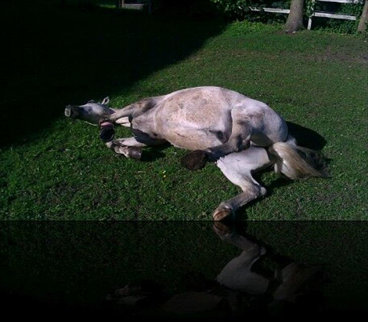 DSP Mascot-My soulmate<3 - Limse skulle lige rulle sig efter træning <3 billede 16