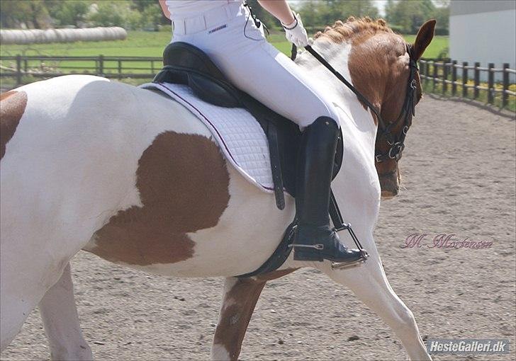 Anden særlig race Painted Beauty SOLGT - - stævne på hjemmebane, taget af maria mortensen 2011 ;) billede 18