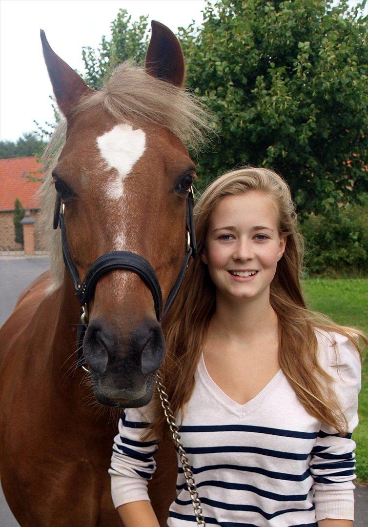 Tysk Sportspony Bukéfalos billede 19