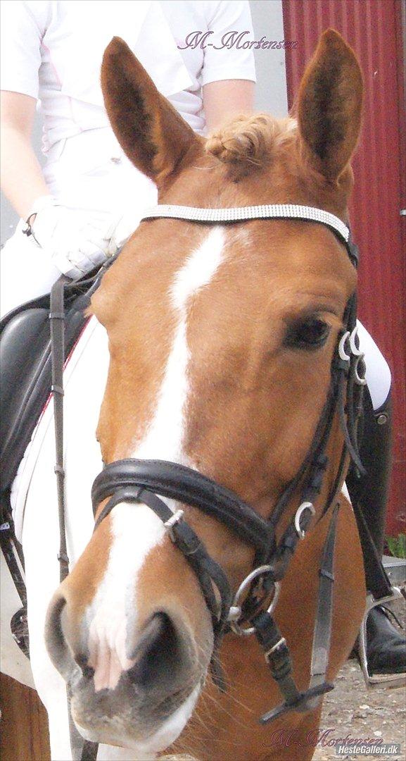 Anden særlig race Painted Beauty SOLGT - - lææææækker pony! billede 20