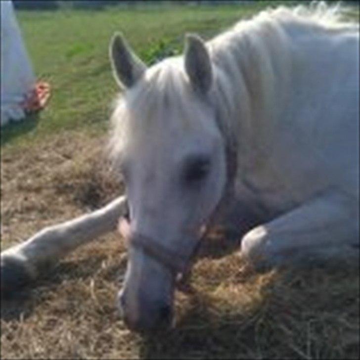 Anden særlig race Duet- min stjerne<3 - Duet havde vist lige brug for en lur, i sommer solen 2011<3 billede 11