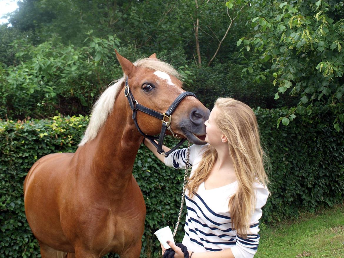 Tysk Sportspony Bukéfalos billede 9