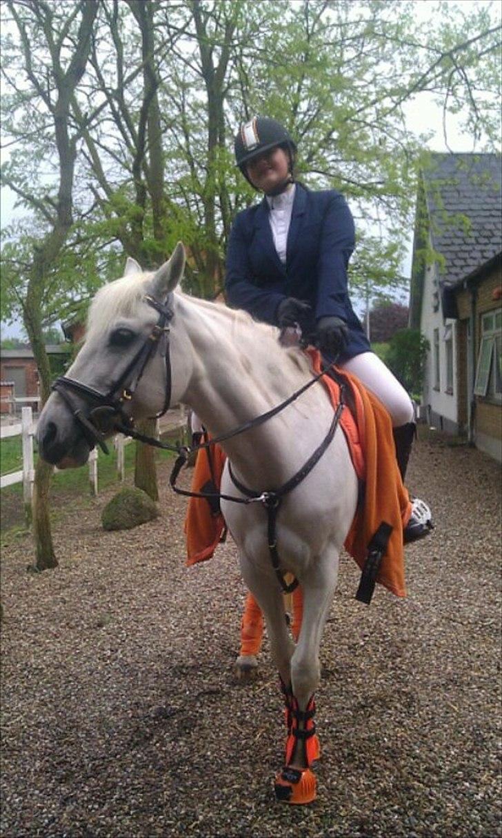 Anden særlig race Duet- min stjerne<3 - Lalle glad pernille og duet på vej til  stævne 2011  billede 13