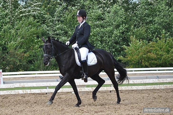 DSP Bethoven af stensnæs B-pony - PRT i hjallerup :D landstævne 2011 billede 11