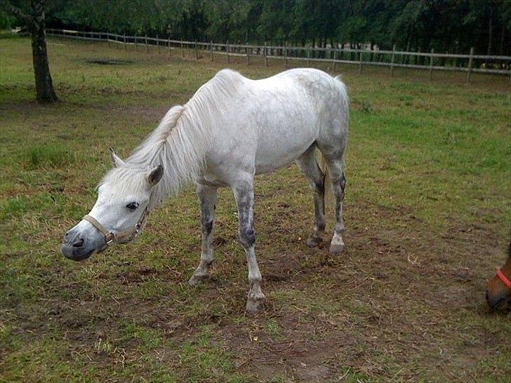 Connemara Thowra - På fold, lige igang med at ryste sig (: billede 20