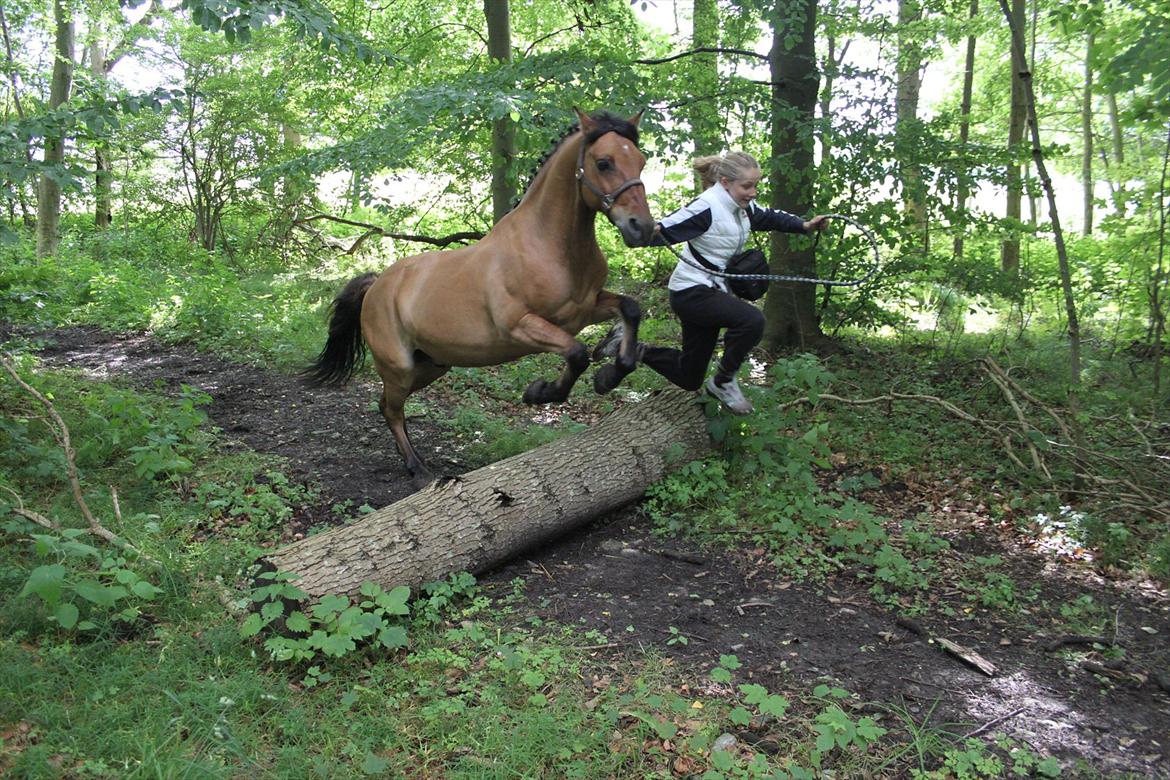 Tysk Sportspony Matador [Matte] - fordi vi kan springe hvorsomhelst nårsomhelst
foto: ?  billede 5