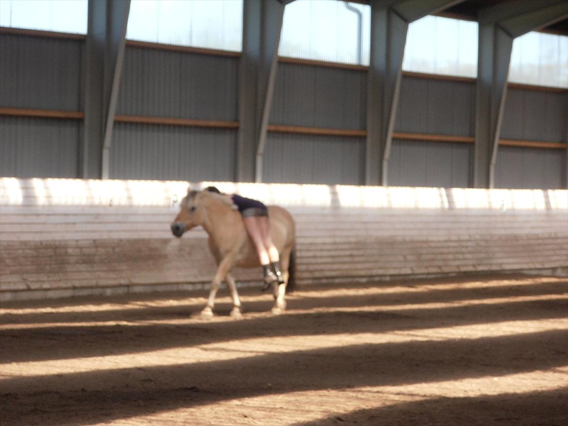 Fjordhest Luna *gl. part* <3 billede 18