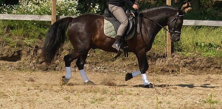 Welsh Cob (sec D) Låddenhøjs Armarni *SOLGT! billede 13