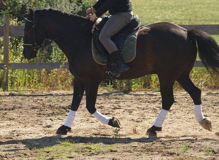 Welsh Cob (sec D) Låddenhøjs Armarni *SOLGT! billede 14