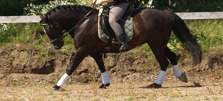Welsh Cob (sec D) Låddenhøjs Armarni *SOLGT! - Ja ja under lod, men se lige hvor fint jeg går på mine ben... billede 15