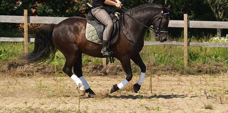 Welsh Cob (sec D) Låddenhøjs Armarni *SOLGT! billede 16