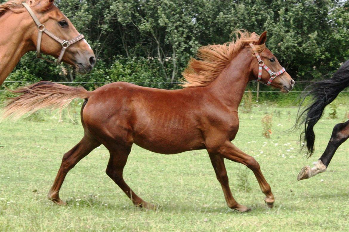 Anden særlig race Whisfull Thinking SOLGT billede 9