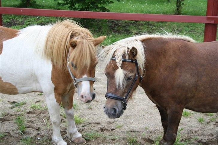 Shetlænder - Tango  †  Min engel!  † billede 1