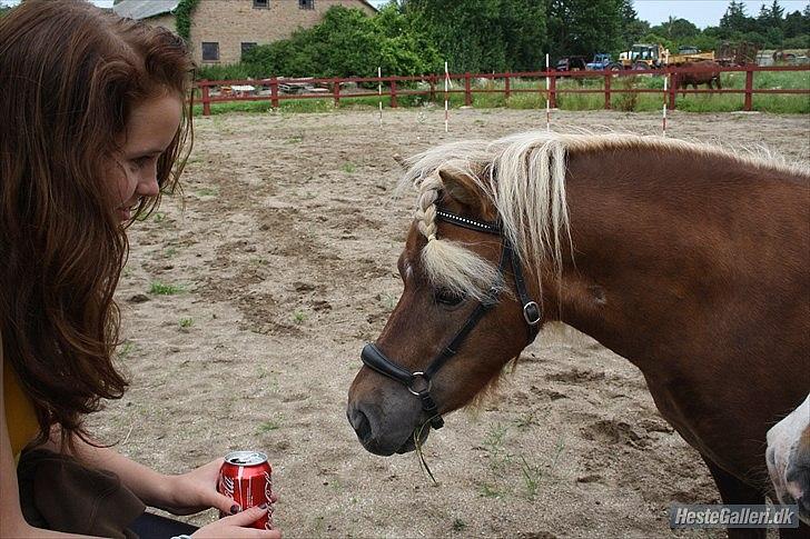 Shetlænder - Tango  †  Min engel!  † billede 19