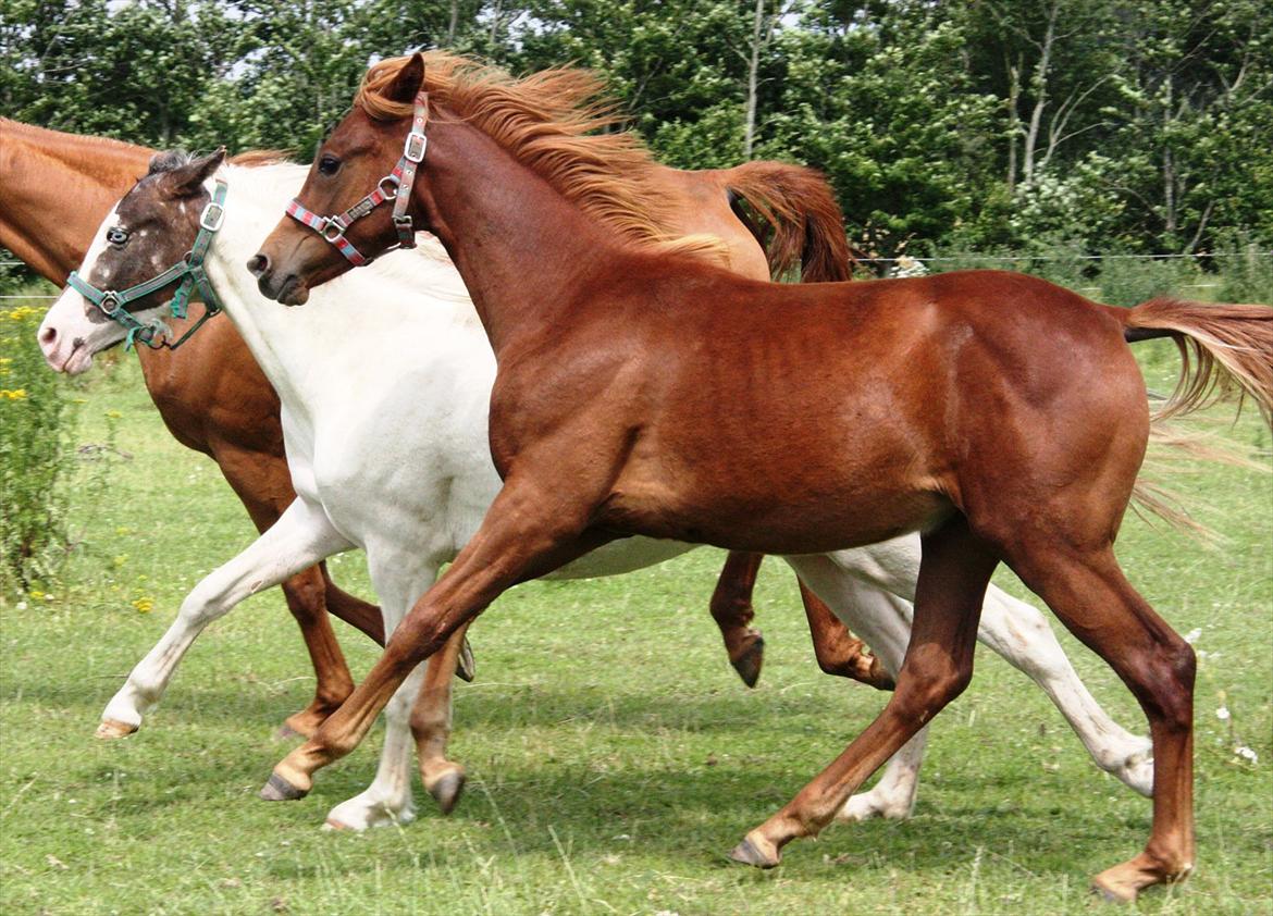 Anden særlig race Whisfull Thinking SOLGT billede 10