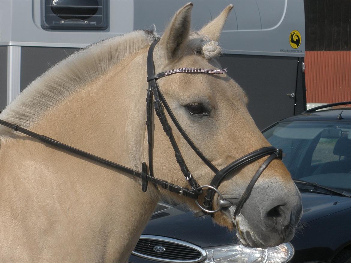 Fjordhest Luna *gl. part* <3 billede 19