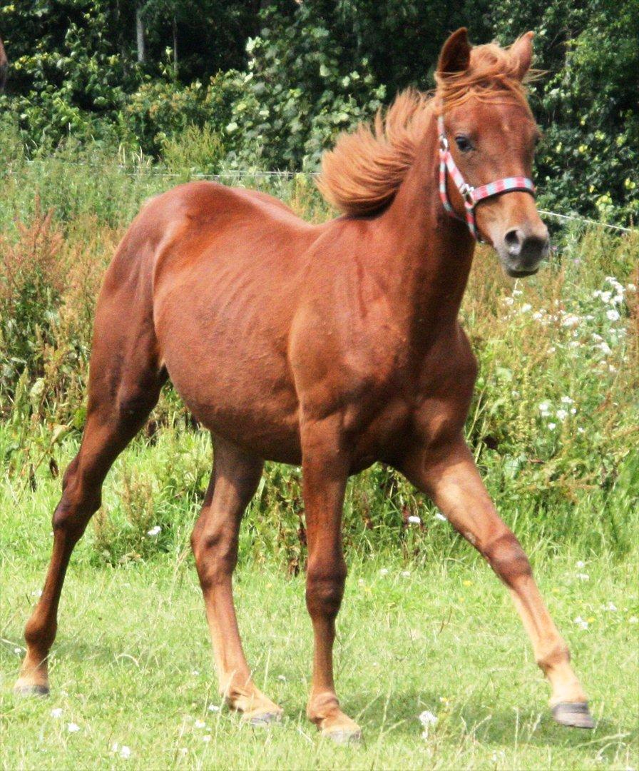 Anden særlig race Whisfull Thinking SOLGT billede 11