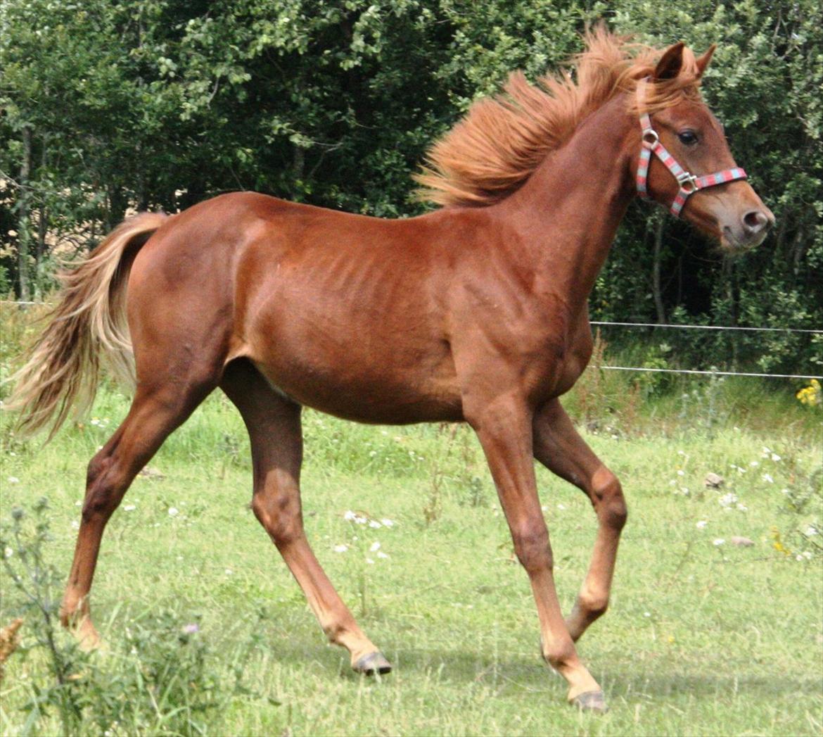 Anden særlig race Whisfull Thinking SOLGT billede 12