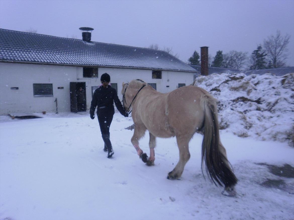Fjordhest Luna *gl. part* <3 - tark fordi du kiggede :)..smid evt. en kommentar? billede 20