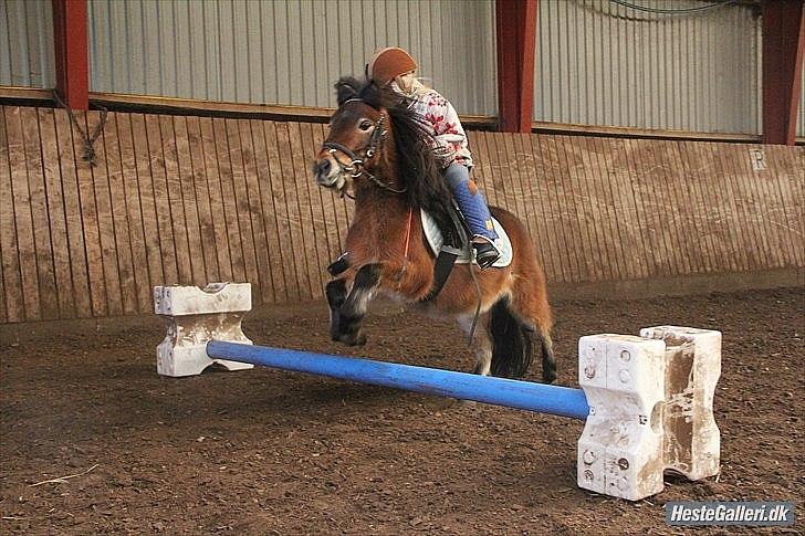 Shetlænder Felix (solgt) - ja springe kan vi også.... billede 11
