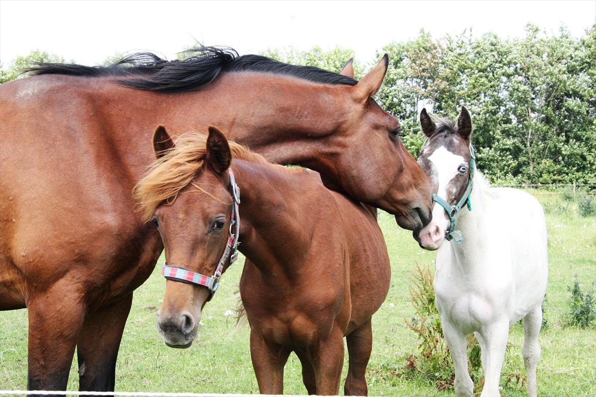 Anden særlig race Whisfull Thinking SOLGT billede 13