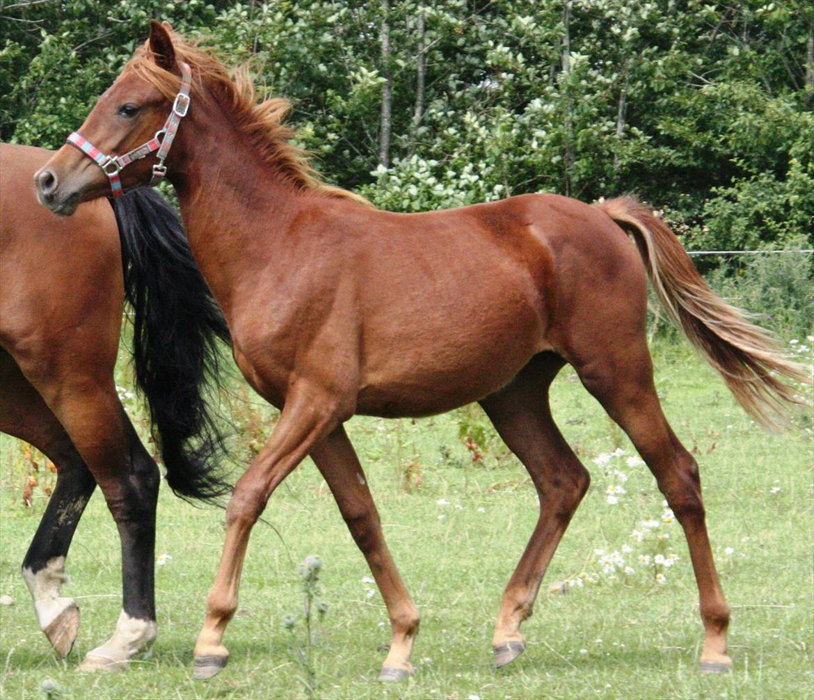 Anden særlig race Whisfull Thinking SOLGT billede 14