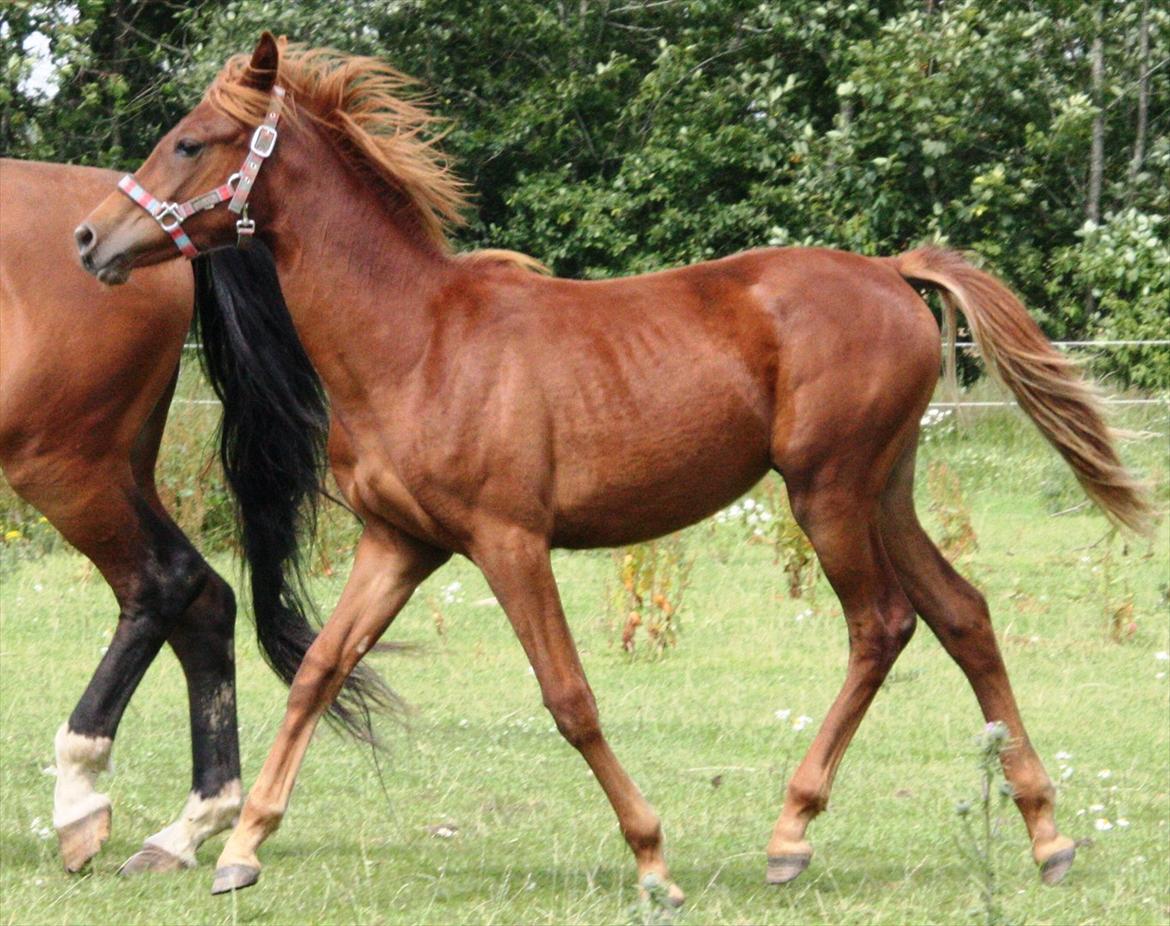 Anden særlig race Whisfull Thinking SOLGT billede 15