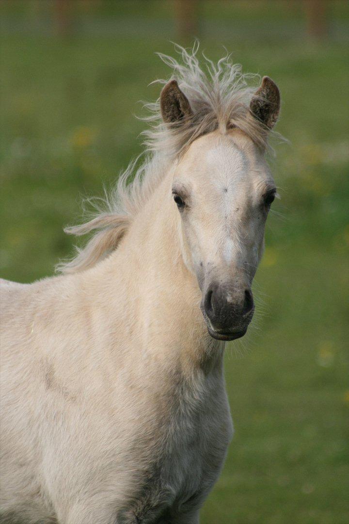 Welsh Partbred (Sec F) Magnificent Mila - D. 17.07.11 - næsten 3 måneder billede 1