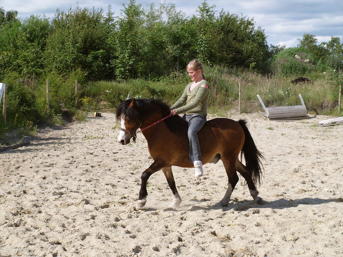 Welsh Mountain (sec A) Coverland Patrick - Hygge - sommer 2011 billede 7