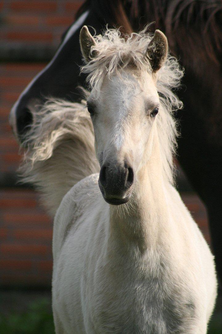 Welsh Partbred (Sec F) Magnificent Mila - D. 17.07.11 - næsten 3 måneder billede 9