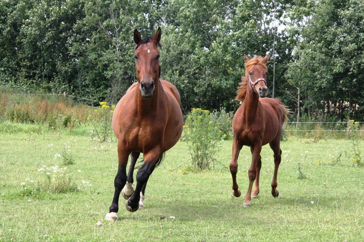 Anden særlig race Whisfull Thinking SOLGT billede 16