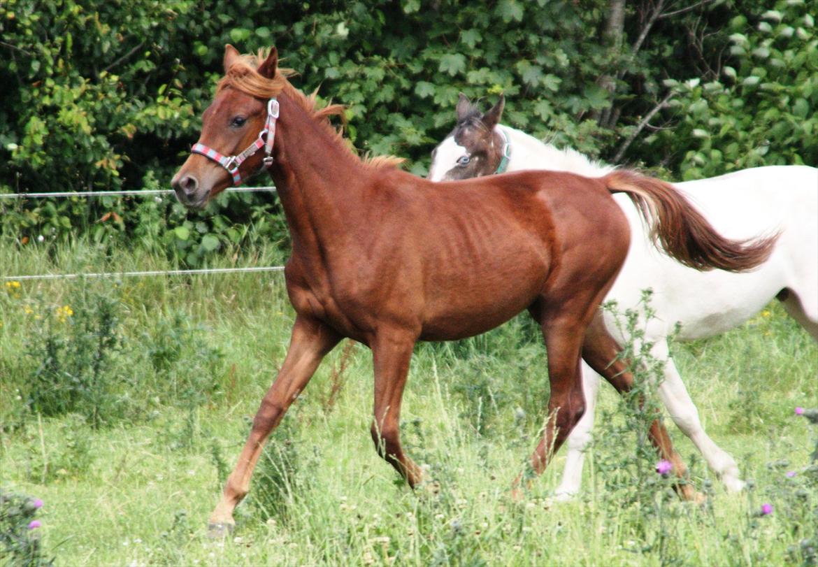 Anden særlig race Whisfull Thinking SOLGT billede 17