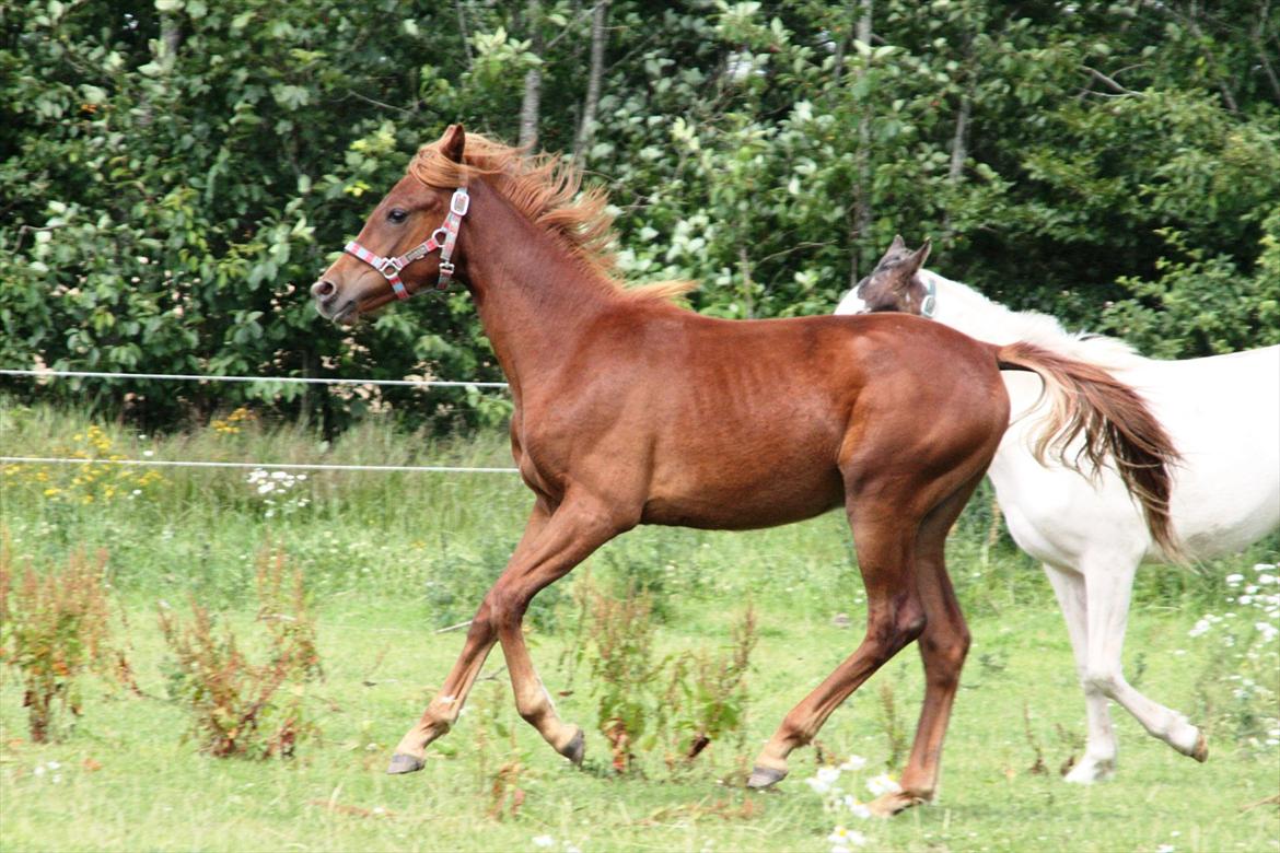 Anden særlig race Whisfull Thinking SOLGT billede 18