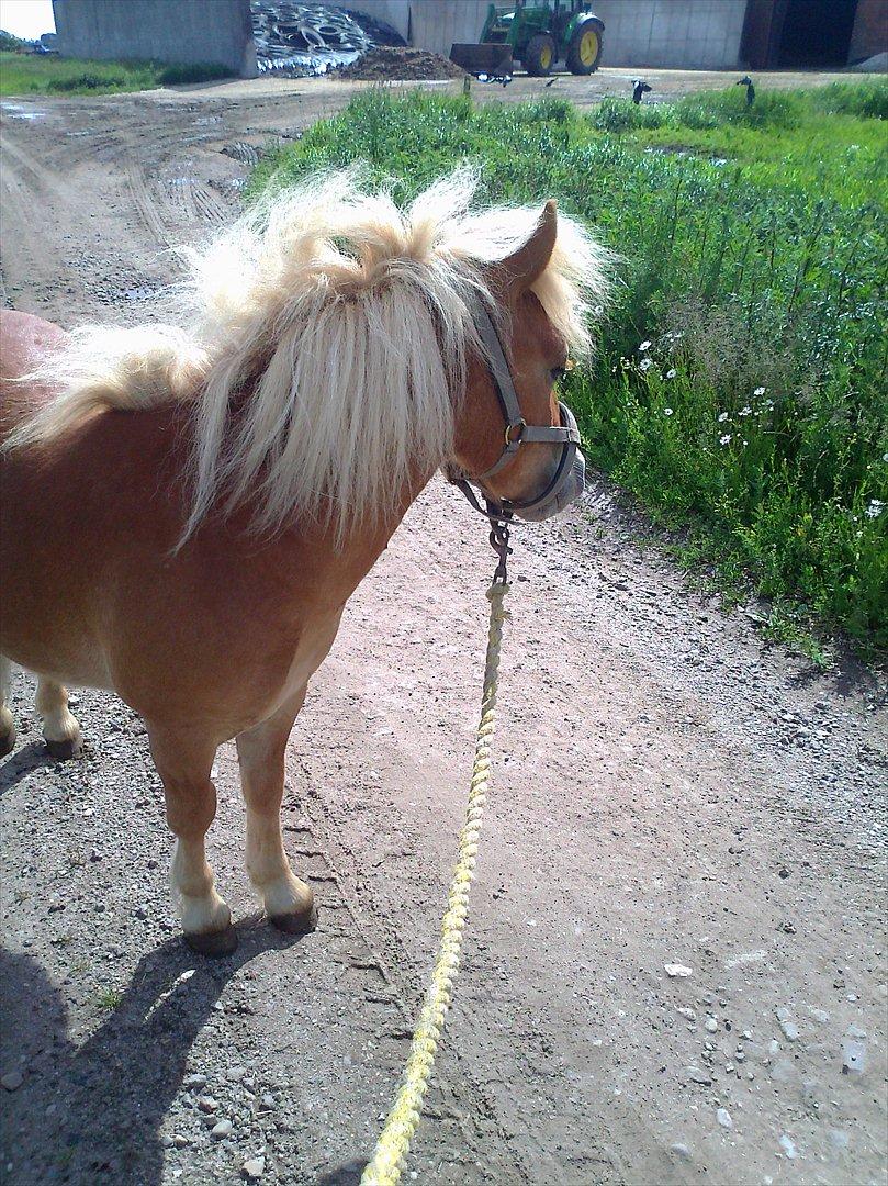 Shetlænder Carlo billede 15