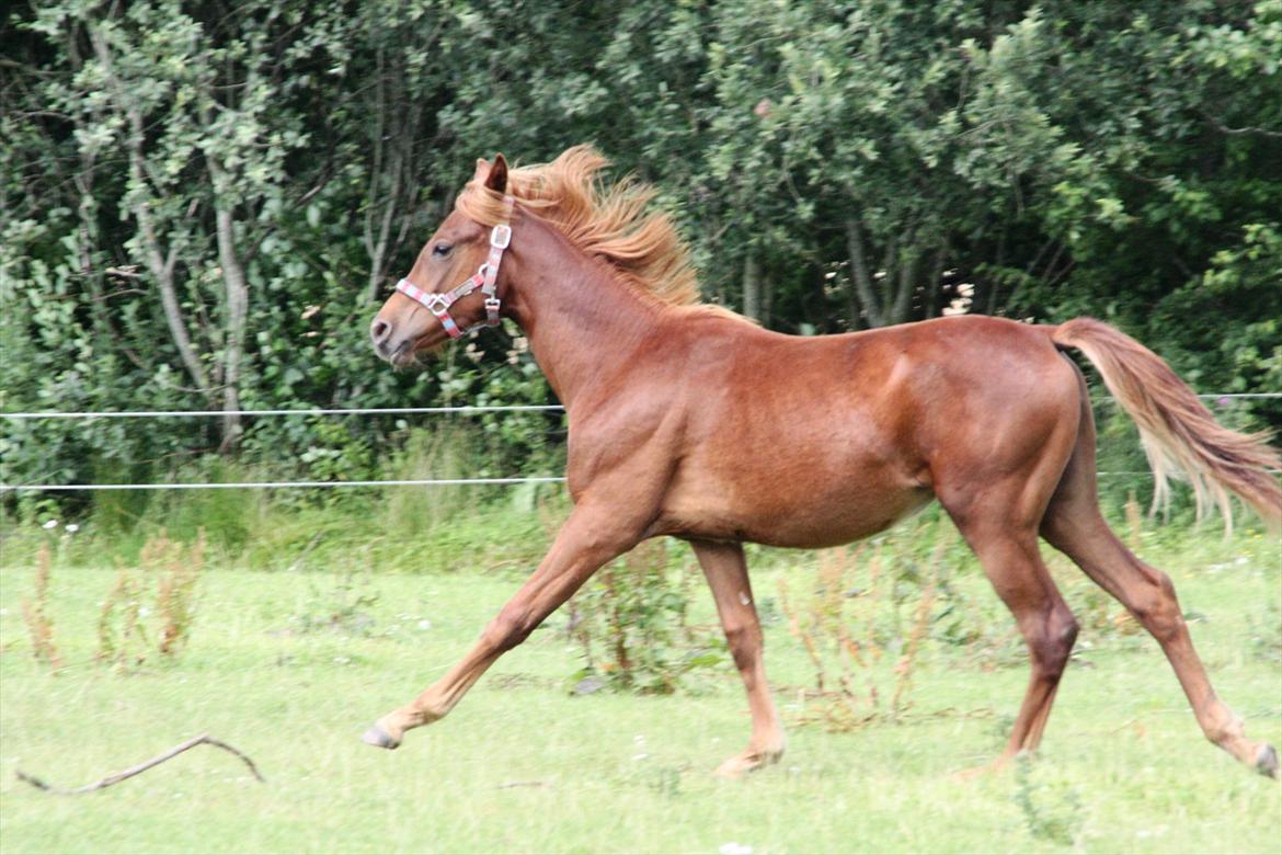 Anden særlig race Whisfull Thinking SOLGT billede 19