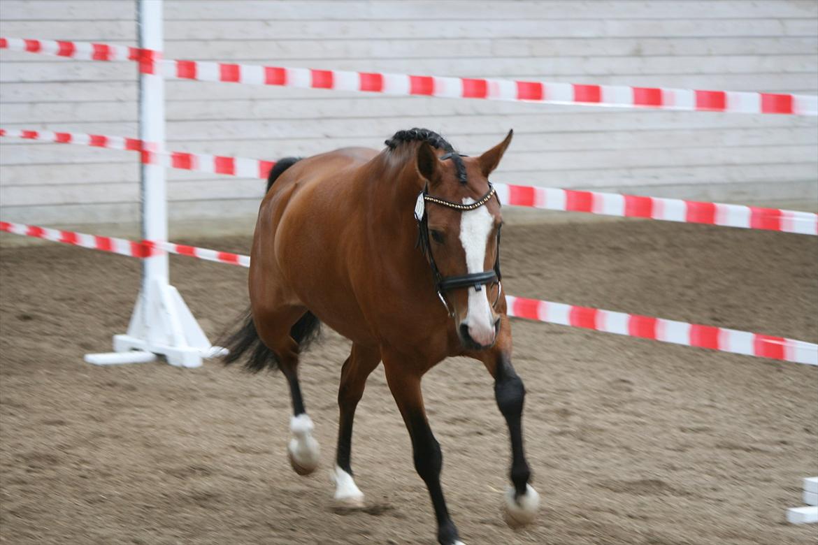 DSP Moonjam´s Princess billede 1