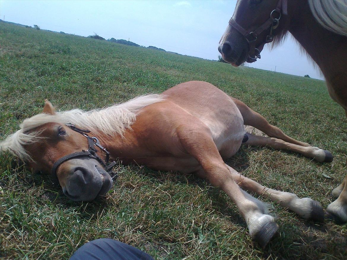 Shetlænder Carlo billede 16