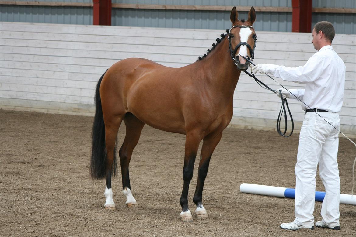 DSP Moonjam´s Princess billede 2