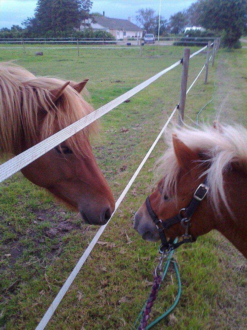 Shetlænder Carlo billede 17