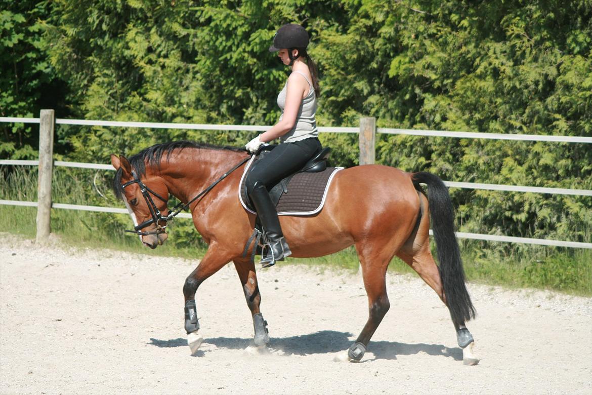 DSP Moonjam´s Princess billede 3