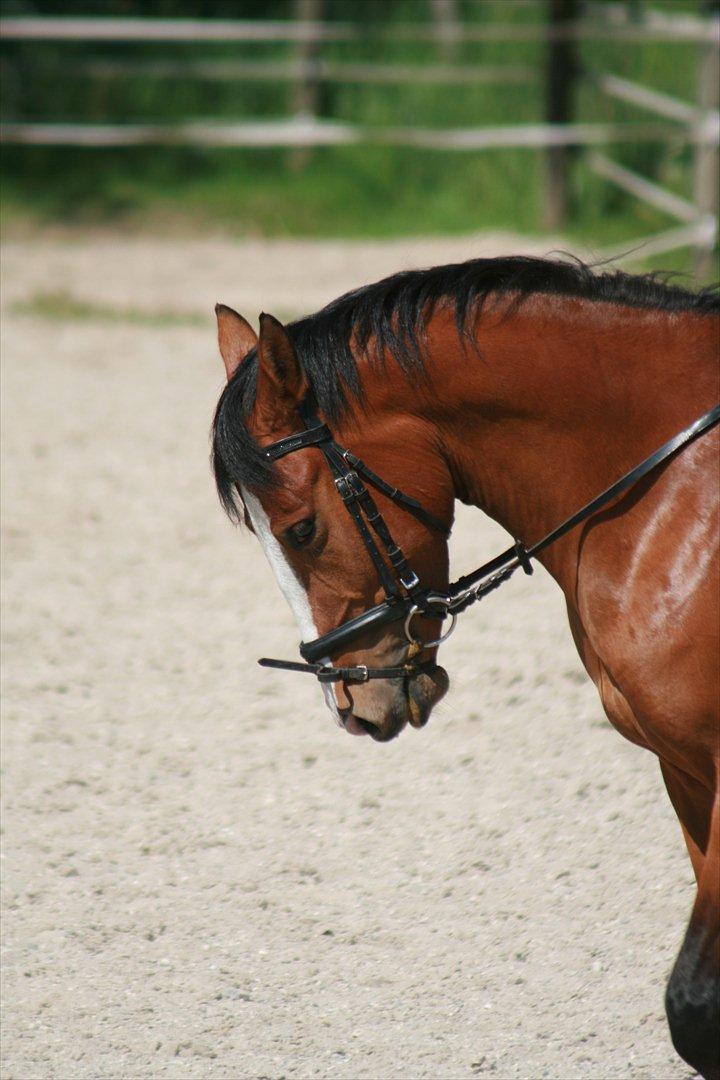 DSP Moonjam´s Princess billede 4